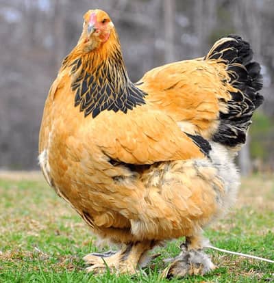 buff bramah chiks for sale high quality per chiks 3500