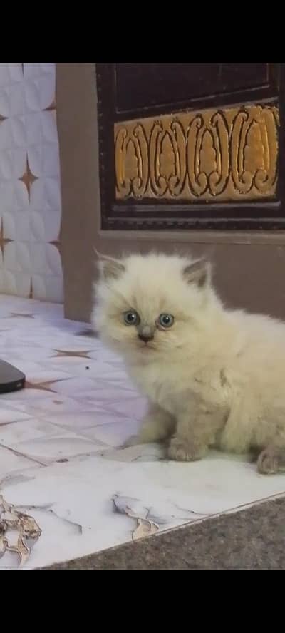 cat breed Himalayan breed