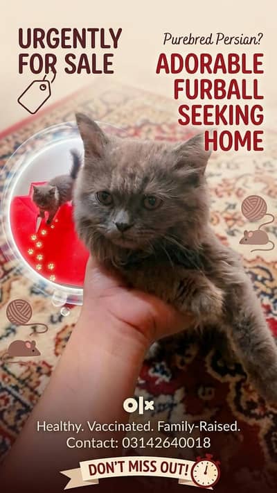 Persian Kitten | punch Face | high quality kitten |double coated |
