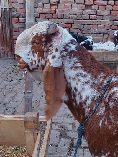 Makhi chena Breeder/Breeder Male