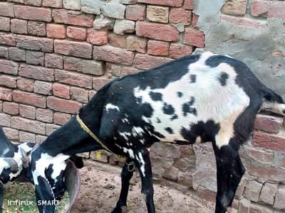 bakri ka Sath Bakra