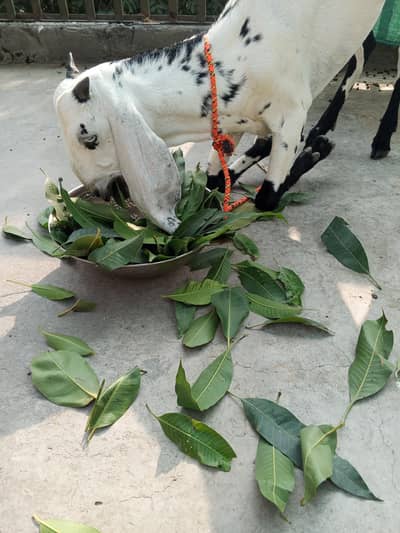 Bakri - Goat