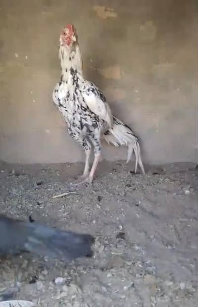 Cheena Patha
