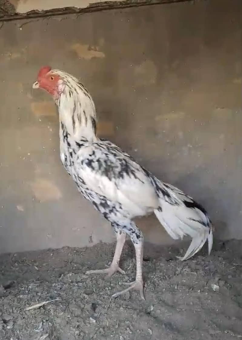 Cheena Patha 1