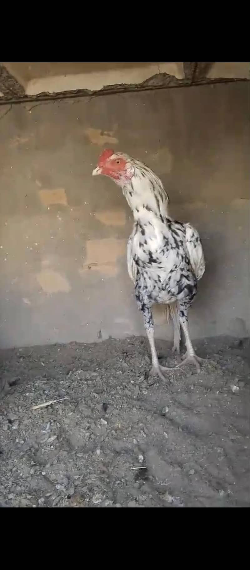 Cheena Patha 2