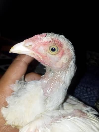 Hera aseel patha patheyan for sale