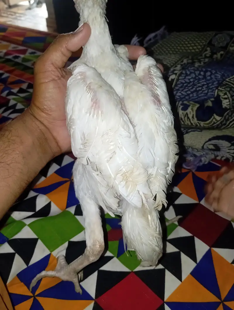 Hera aseel patha patheyan for sale — photo 2
