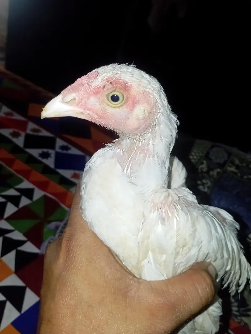 Hera aseel patha patheyan for sale — photo 3