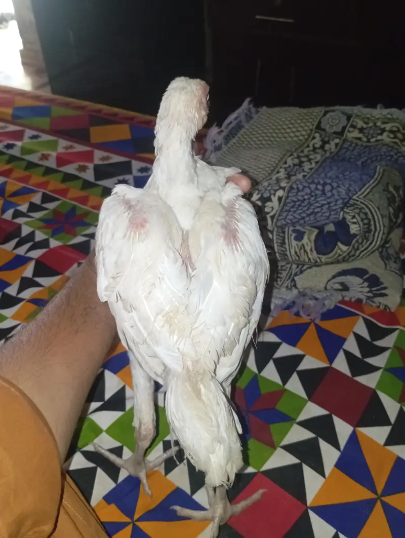 Hera aseel patha patheyan for sale — photo 4