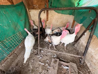 71 turkey  birds including 8 breeders
