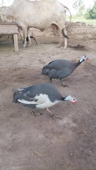 chakor titria pair