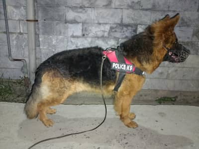 Young Gsd Male