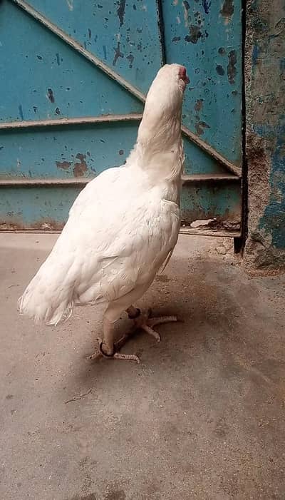 Aseel Heera Murgi