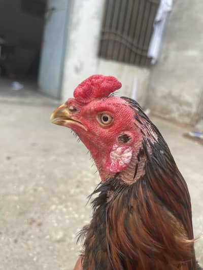 Burmi pkoya patha black killun ma
