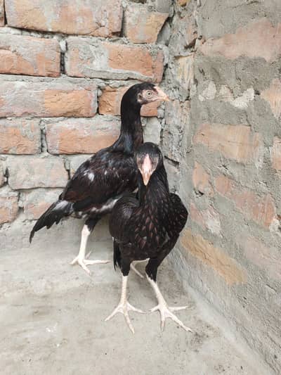 High quality Aseel chiks pair