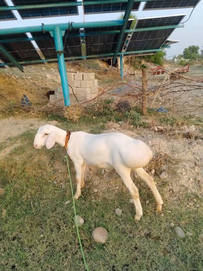 dumba for sale