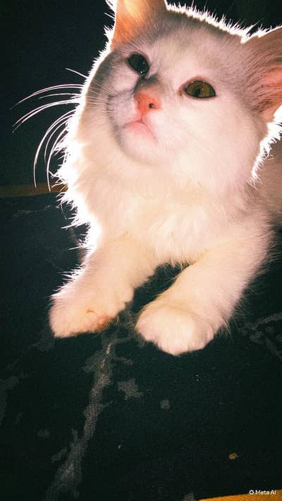 green eyes cute little intelligent kitten