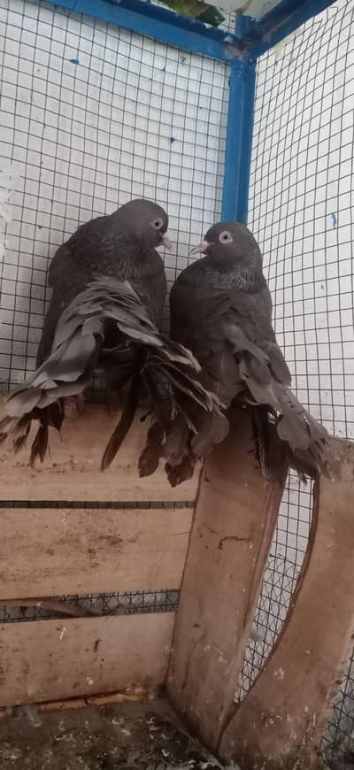 2 fantail pair for sale in Rawalpindi