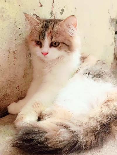 Beautiful cats 