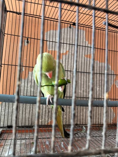 parrot for sale 03056900267 Multan near saddu sam Chowk