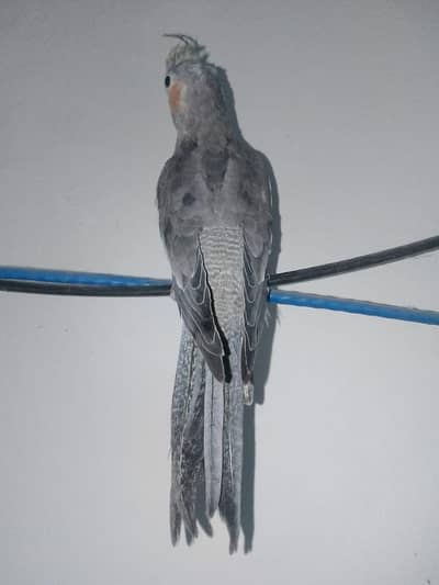 Hand Tame cockatiel Parrot male for sale /rambo ka pair