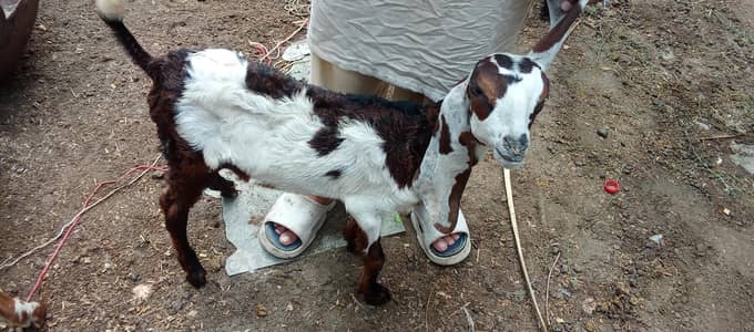 Bakra or Bakri kids for sale 0/3/2/2/4/0/5/8/1/7/8
