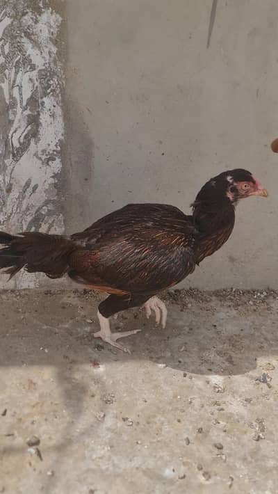 Aseel For Sale