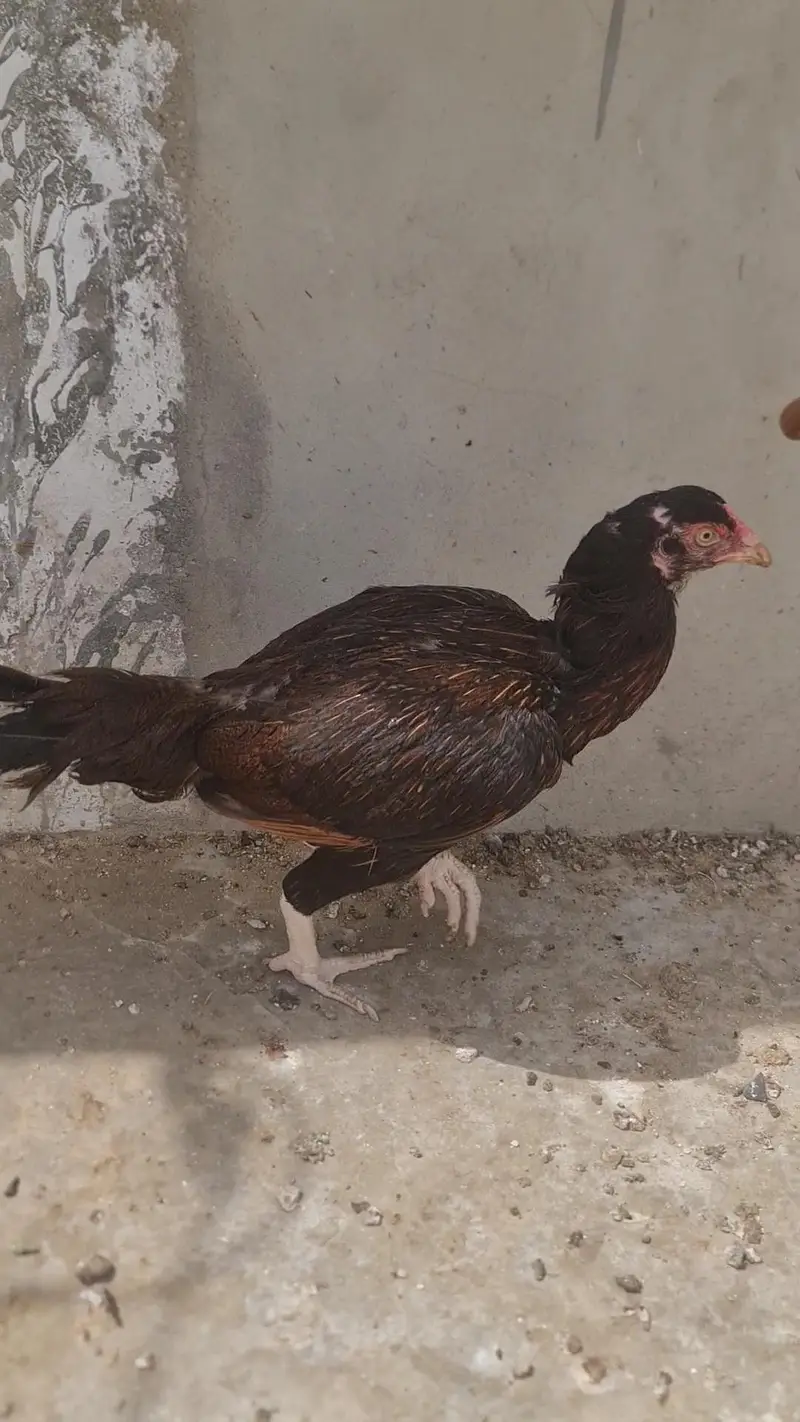 Aseel For Sale — photo 3
