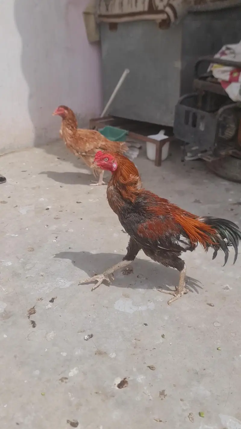Aseel For Sale — photo 6