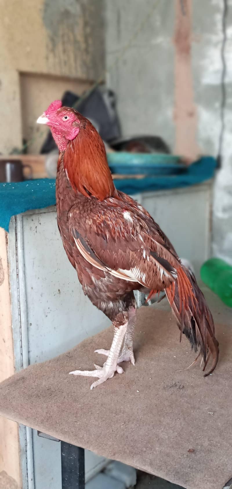جب تک اشتہار لگا ہے مرغا موجود ہے اپنی آفر دیں شکریہ 3