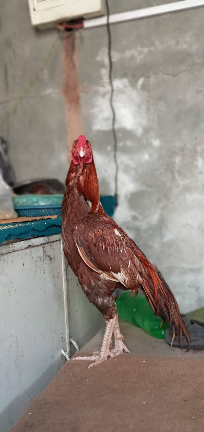 جب تک اشتہار لگا ہے مرغا موجود ہے اپنی آفر دیں شکریہ 8