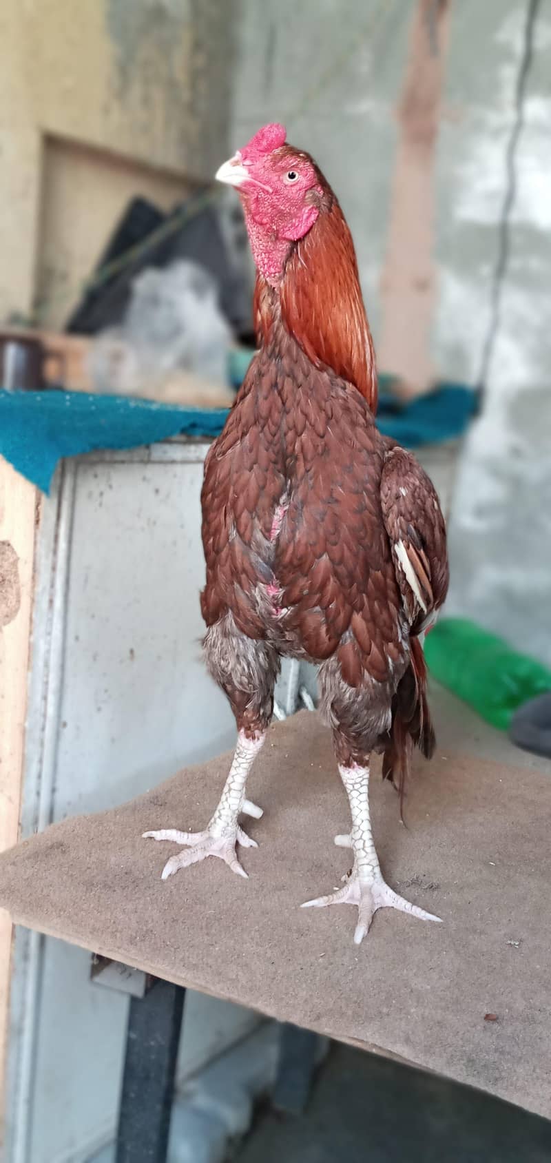 جب تک اشتہار لگا ہے مرغا موجود ہے اپنی آفر دیں شکریہ 14