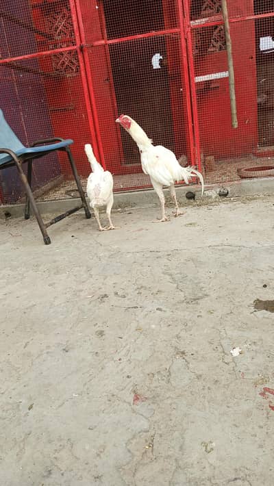 White Heera pair for sale my WhatsApp  03014751685