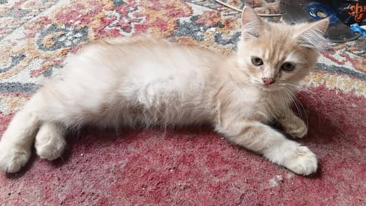 3 Persian cats