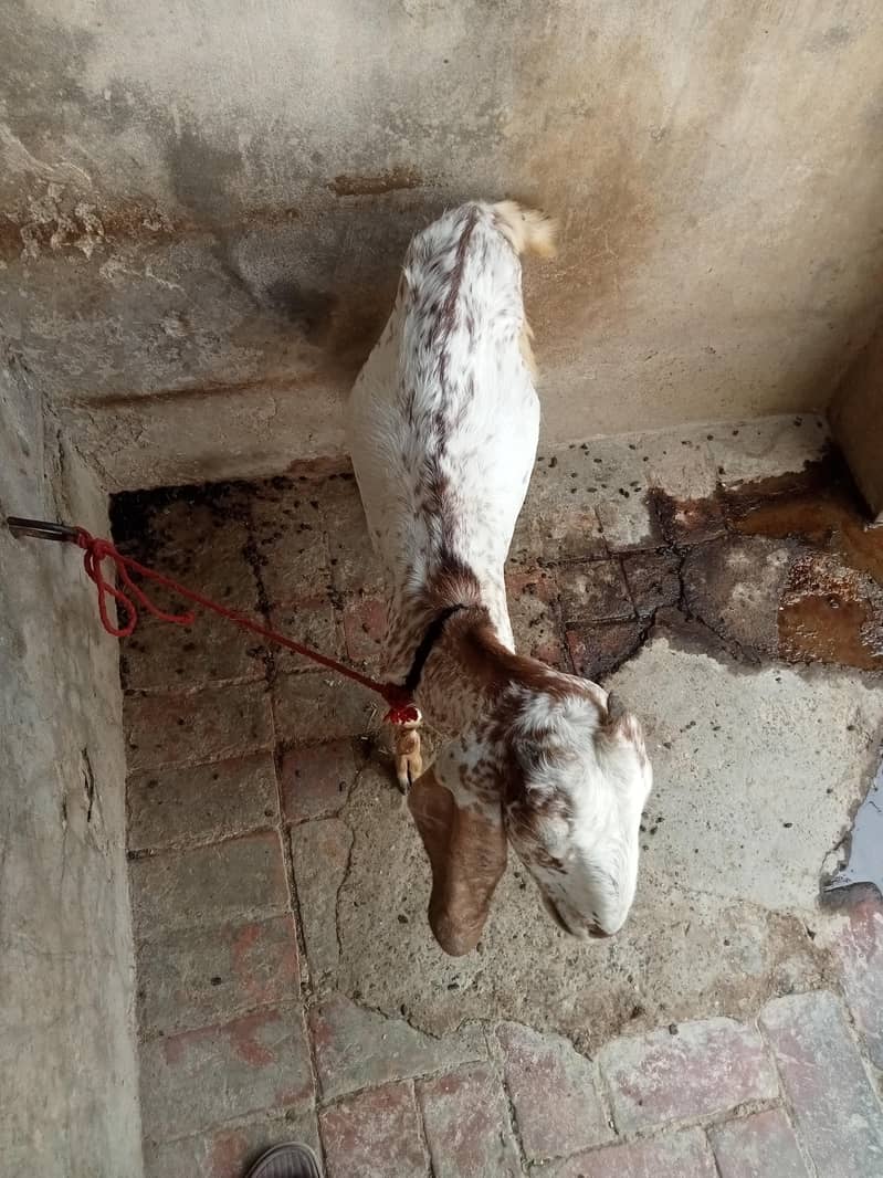 اچھی نسل ہے 2