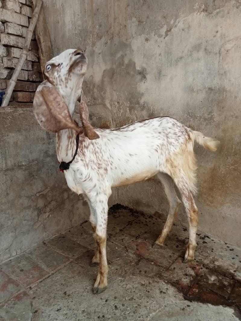 اچھی نسل ہے 3