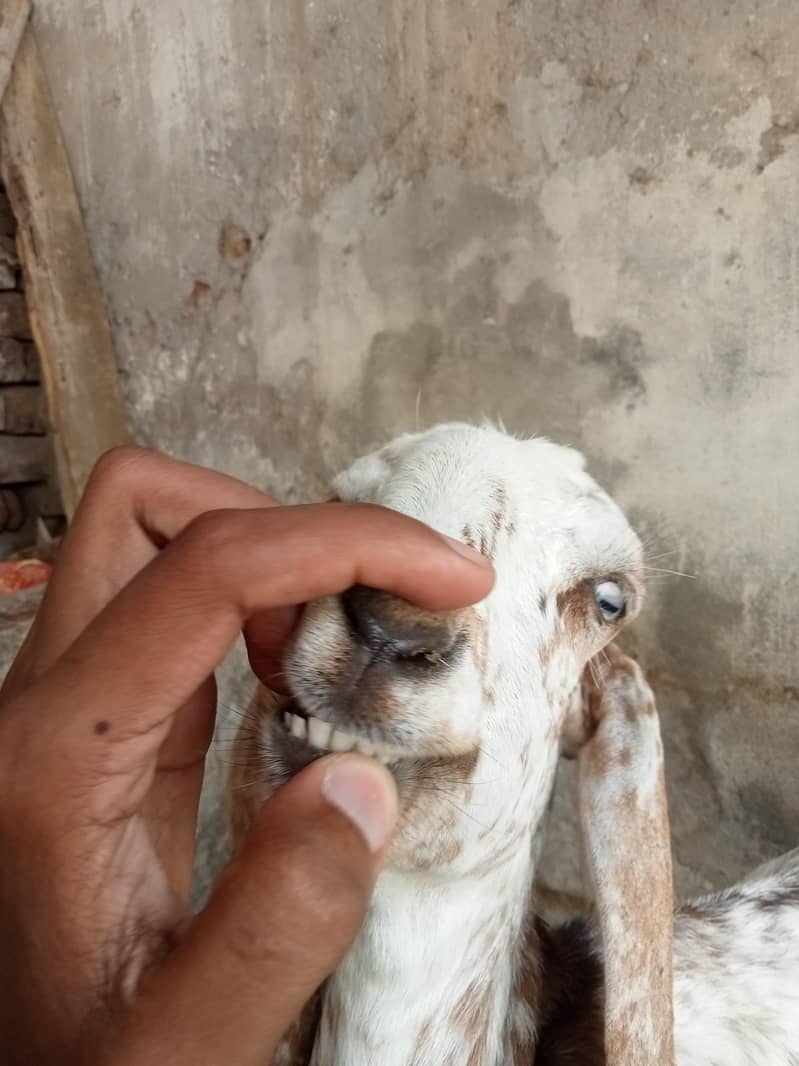 اچھی نسل ہے 4