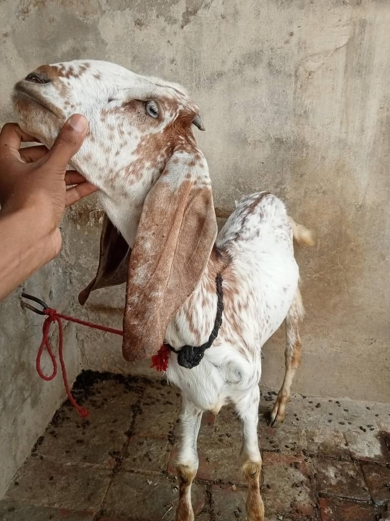 اچھی نسل ہے 5