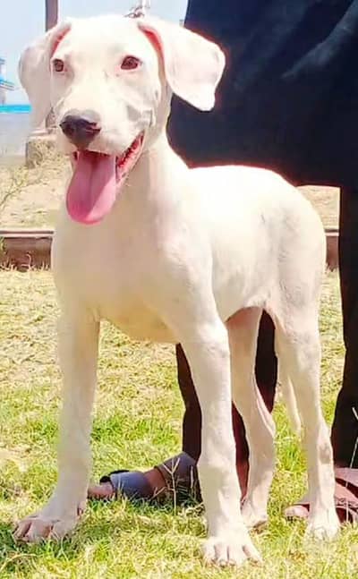 Pure old bully female age 2 month for sale