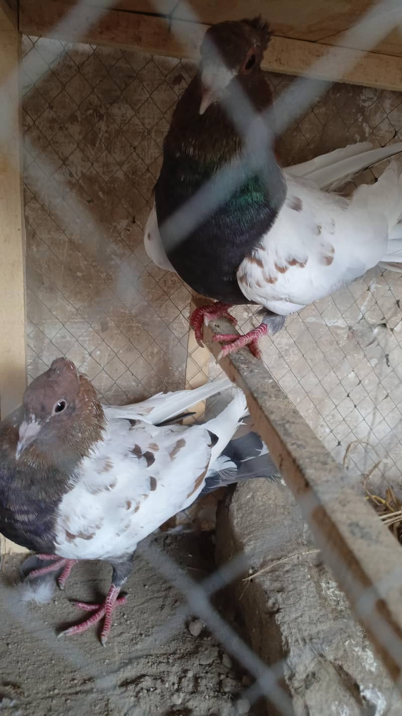 Pigeos 4