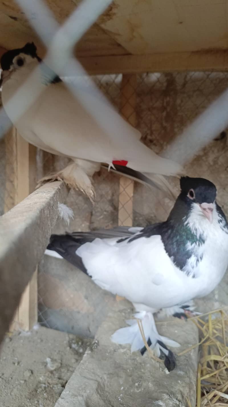 Pigeos 5