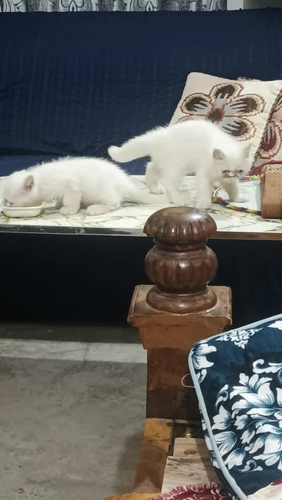 piky face cat pair erjent sale