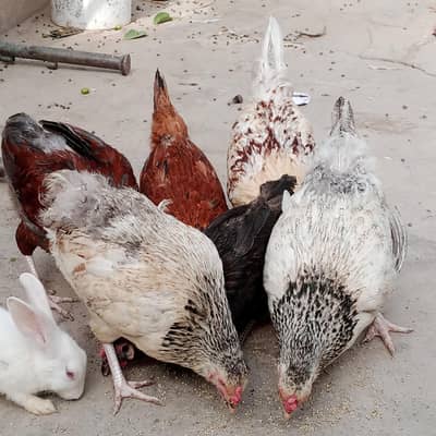 Egg laying Hens .