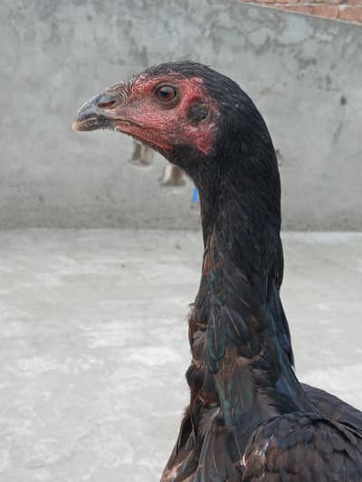 Pure black Thaii pathii age 8 months shamo cross me hai price 10500