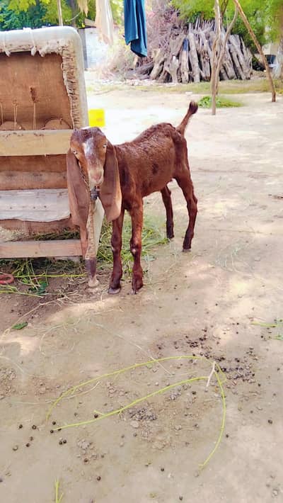 beetal Kajla |Bakra |goat | 0300-0091606