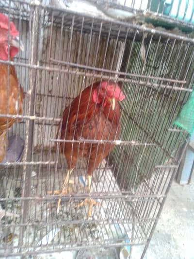 I'm selling hen males and 1 pair  contact no 03422956864