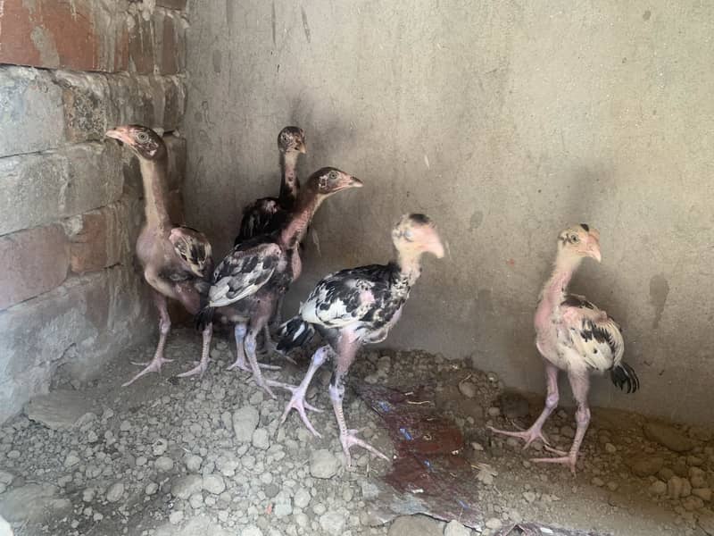 Aseel chicks 0