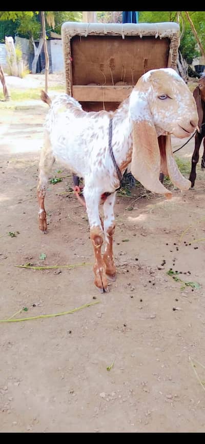Makhi Cheena |Bakra | Beetal | kajla | Chatra