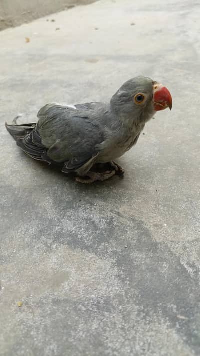 ringneck self chick