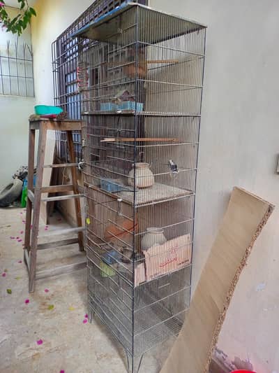 Birds Cage